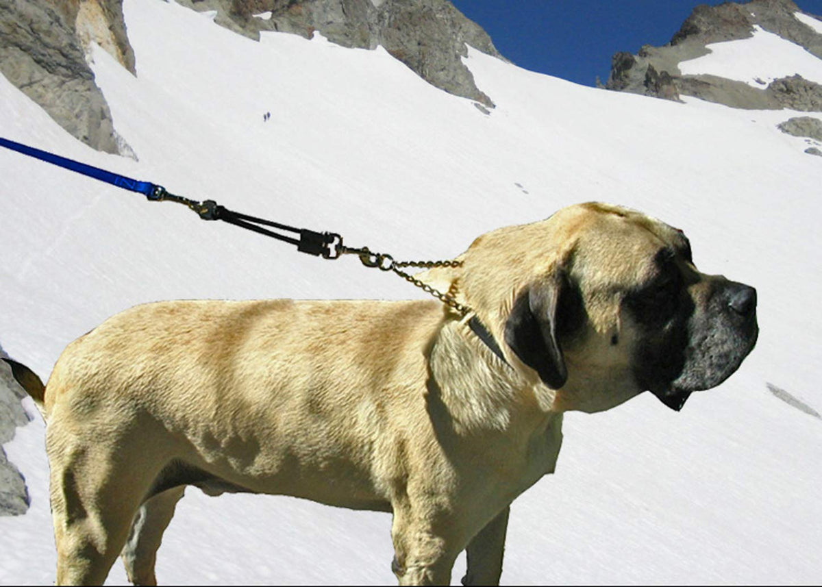 Bungee Dog Leash Extension W974