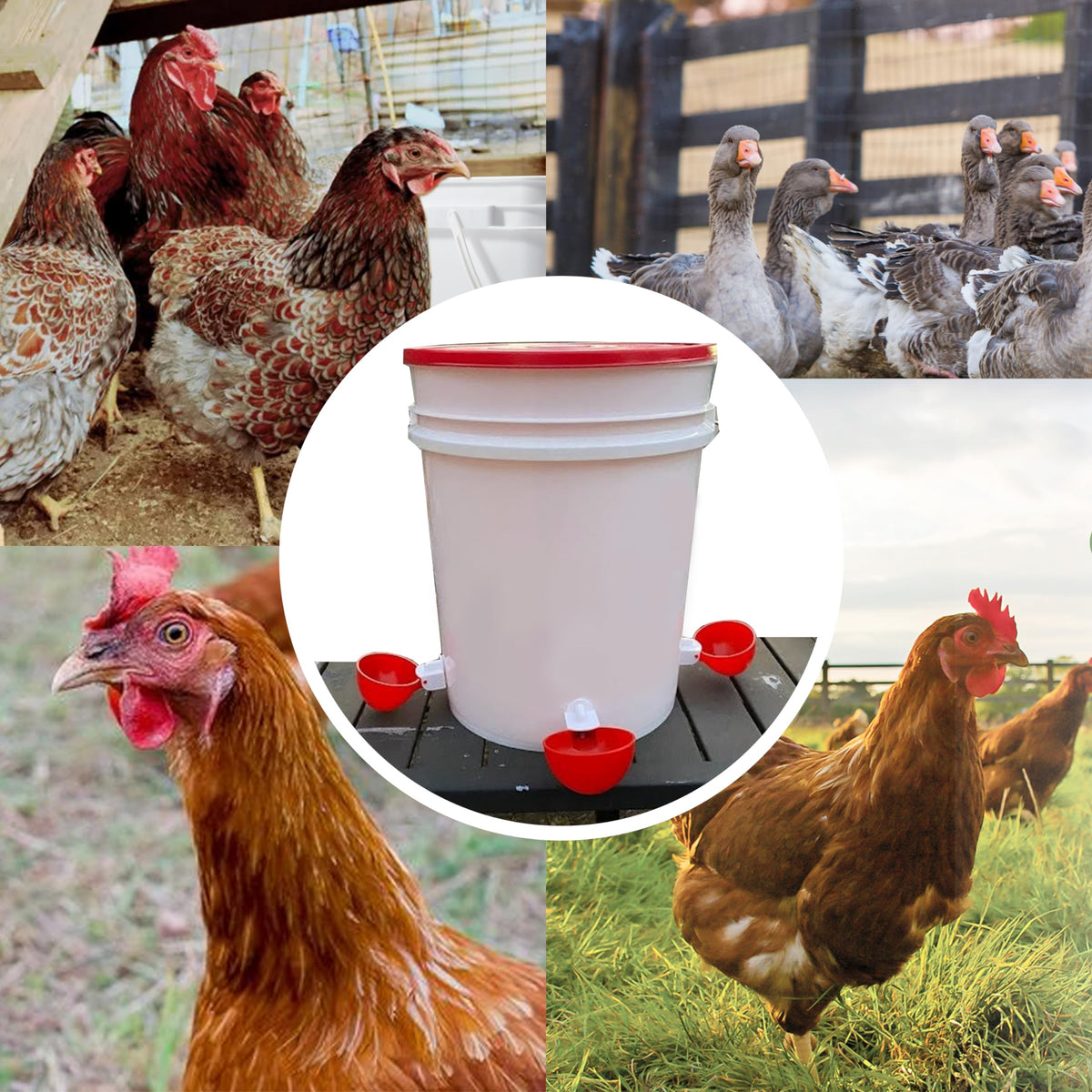 16 Pack Poultry Waterer Cups with Mounting Hole Opener X416